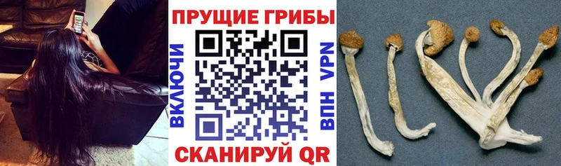 Псилоцибиновые грибы Cubensis  Тара 